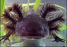 axolotle