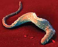 trypanosoma_cruzi