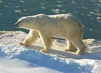 urso_polar