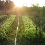 agricultura ecologica