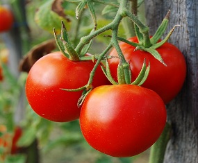 tomate-estufa-portal-agropecuario