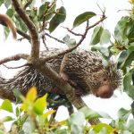 descobertas-e-sumicos01