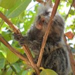 RICARDO RODRIGUES DOS SANTOS - foto