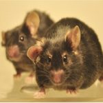 1ajdgslm2gebfegu3eob15f3c