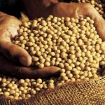 graos SOJA