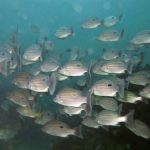 suedostasien schwarzpunktschnapper