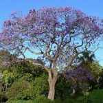 0Jacaranda