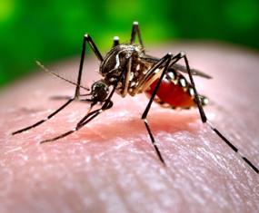 0aedes-mosquito